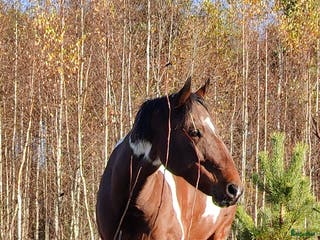 hästar Reg. APHA, Bay Tobiano Sto 8 år i Örebro - Annons 22