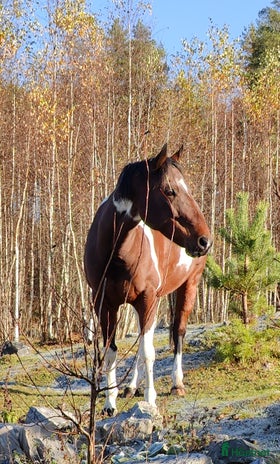 hästar Reg. APHA, Bay Tobiano Sto 8 år i Örebro - Annons 3