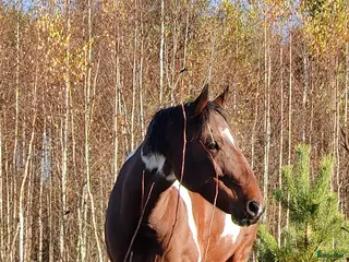 hästar APHA, Bay Tobiano Sto 9 år i Lindesberg - Annons 3