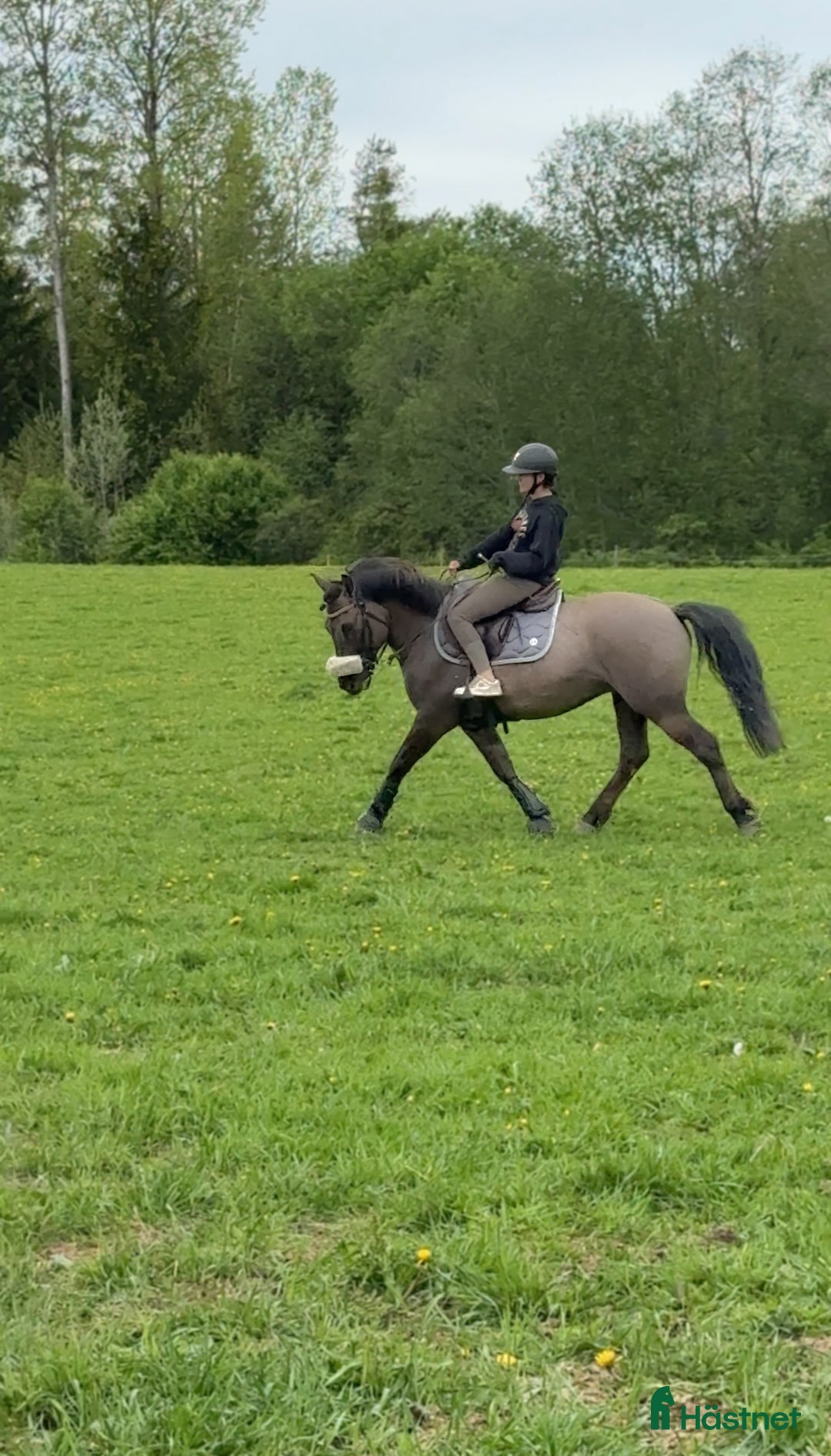 Allround hästar till salu: Maxad C-ponny i Fagersta - Annons 5