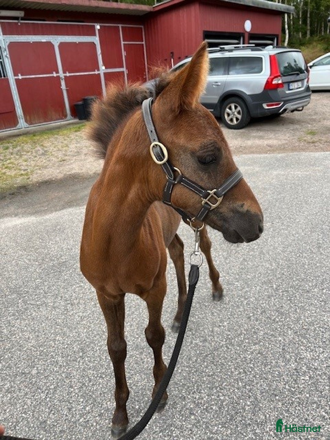 Allround hästar till salu: Charmigt Connemara Stoföl i Svenljunga - Annons 3