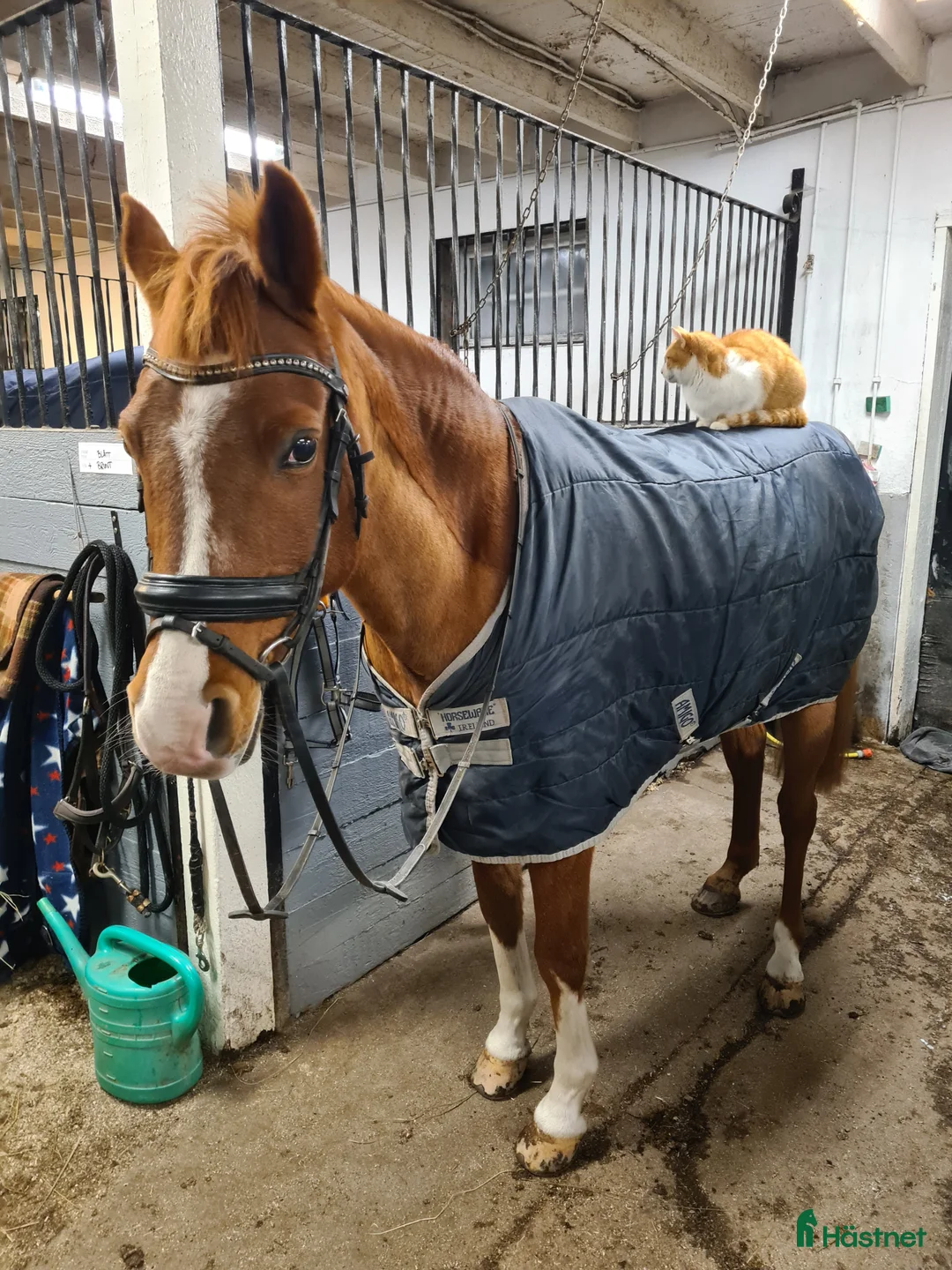 Allround hästar till salu: Bästa ponnyn Gunnar söker ny kompis i Vätö - Annons 2