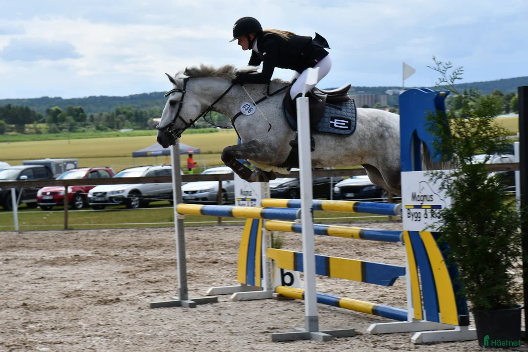 Hoppning hästar till salu: Underbar D-ponny med power i Västerås - Annons 2