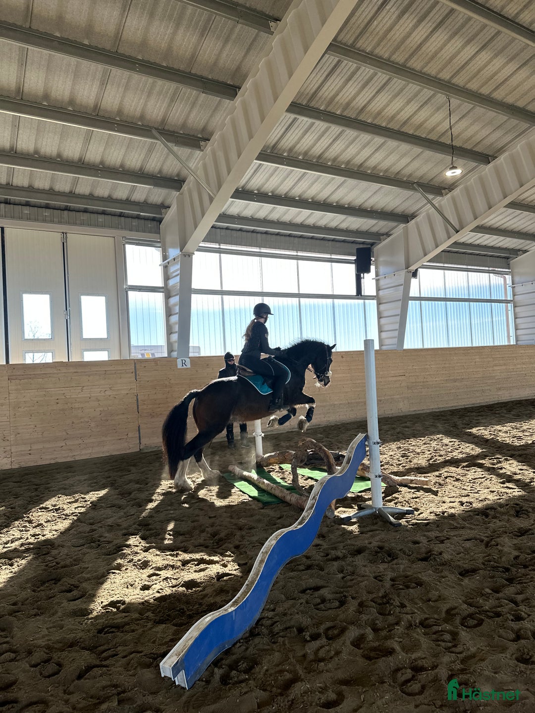 Allround hästar till salu: Welsh cob  i Östersund - Bild 4