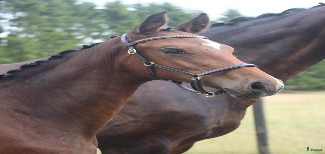 Galleribild {{count}}