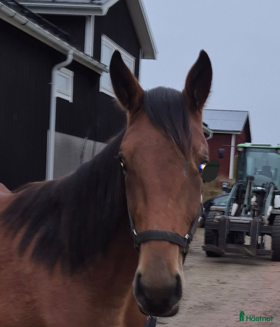 Trav hästar till salu: 1 årig varmblodshingst i Njurunda - Annons 2