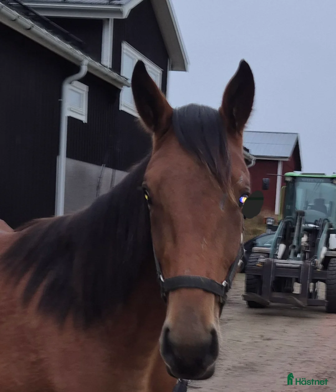 Trav hästar till salu: 1 årig varmblodshingst i Njurunda - Annons 2