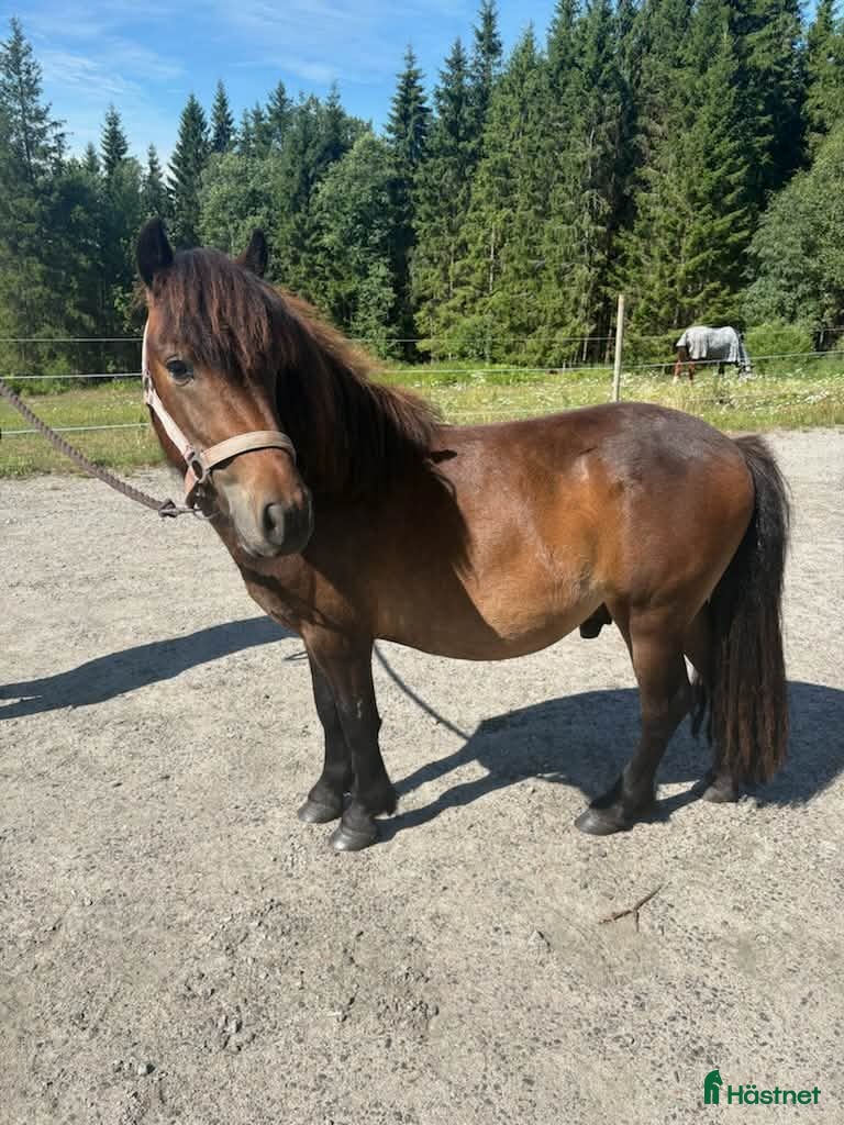  foderhäst Shettis hingst 2 år söker ny fodervärd - Annons 2