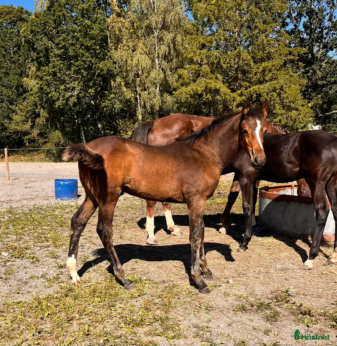 Hoppning hästar till salu: Tobago Z-Verdi-Cortez i Götene - Annons 3