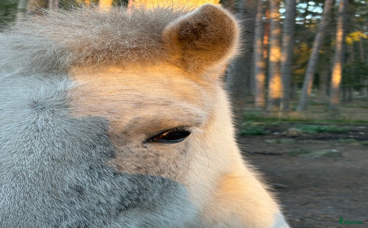  hästar i Rimbo - Annons 2