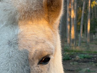 hästar i Rimbo - Annons 2