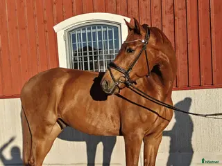 hästar Unghäst för framtiden - Annons 11