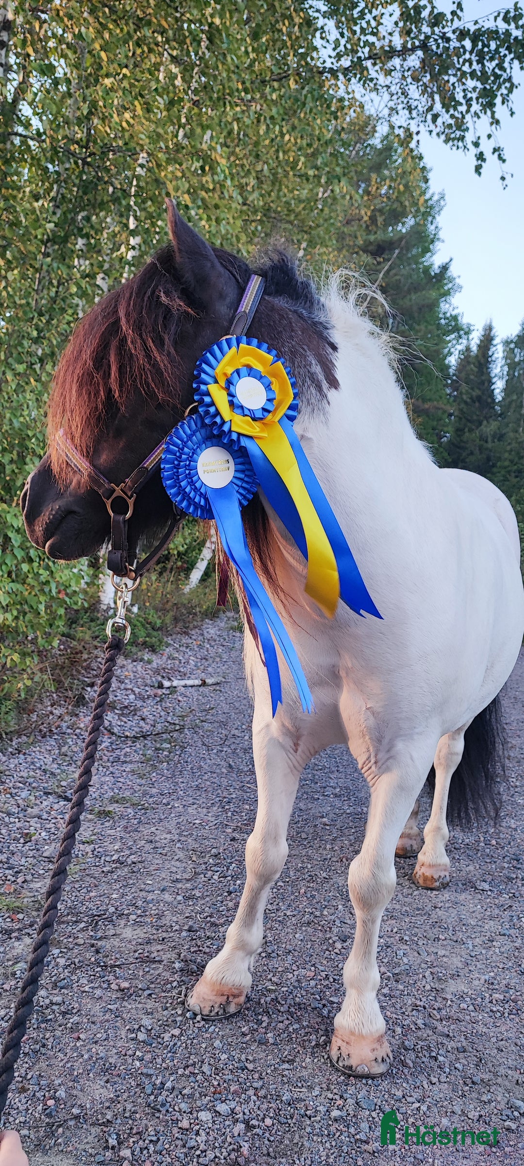 Trav hästar till salu: Fin ponnytravare som syns i mängden  i Falun - Annons 4