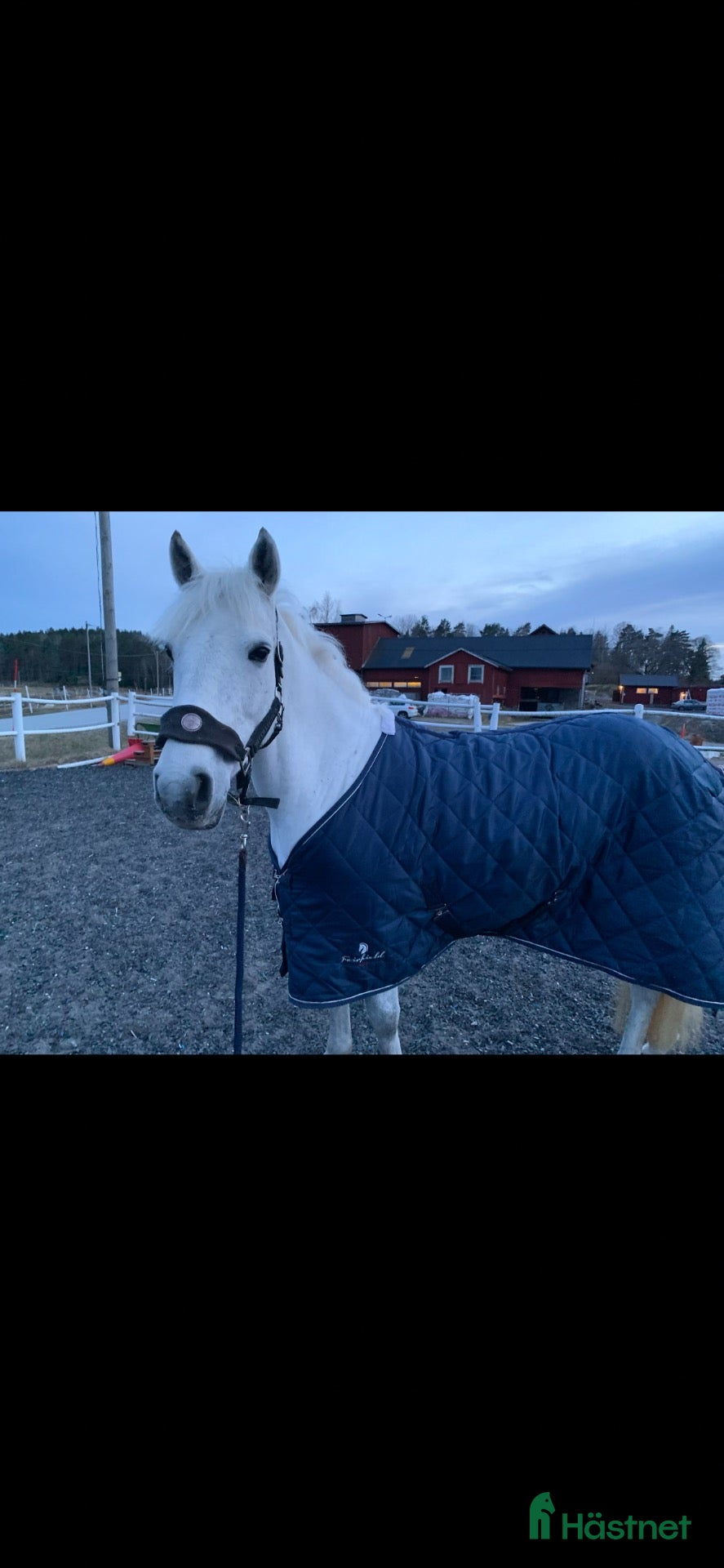  hästar ✨En riktig läromästare och bästa kompis✨ - Annons 2