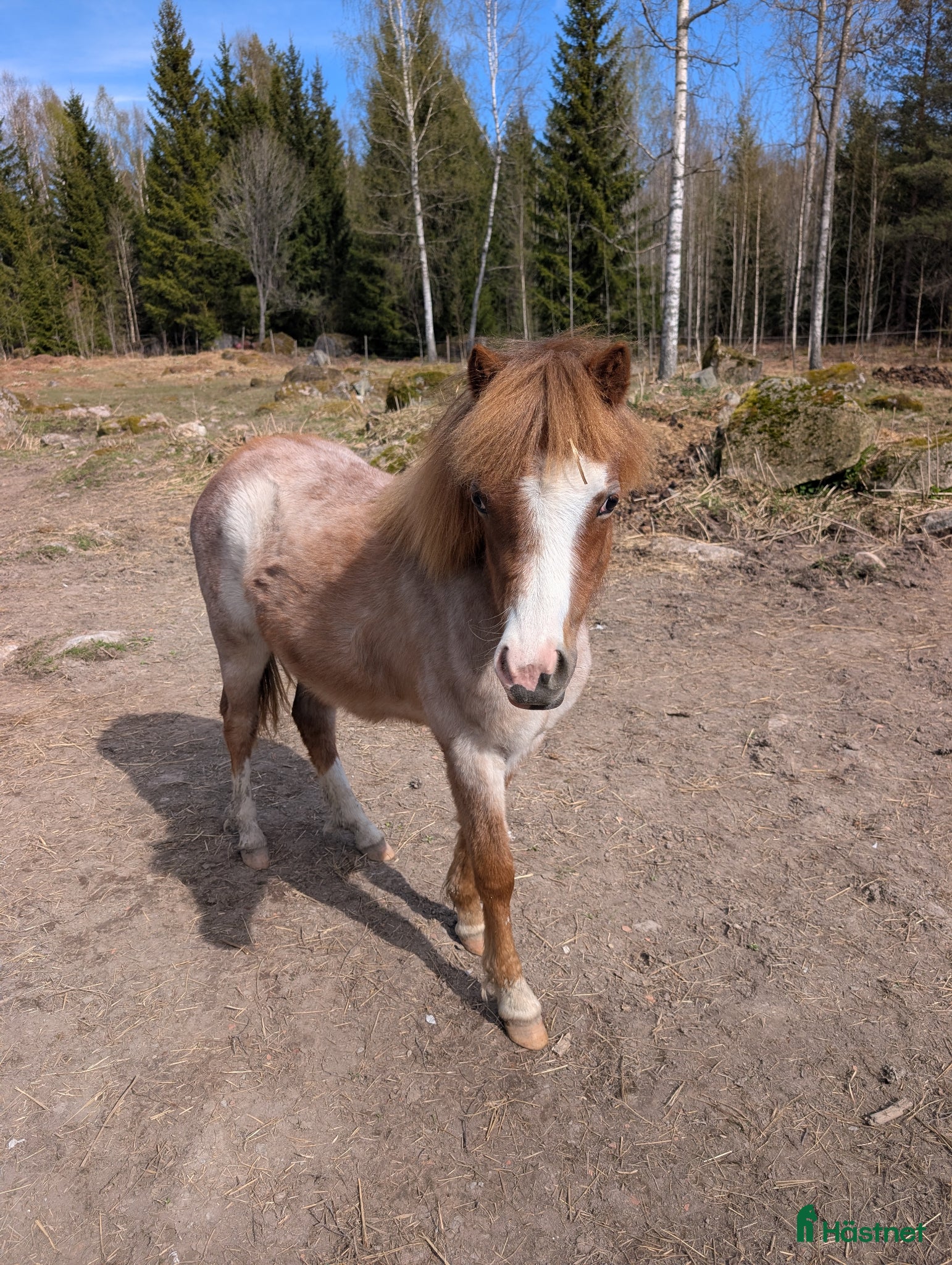  hästar Meldemolundens Luna - Annons 3