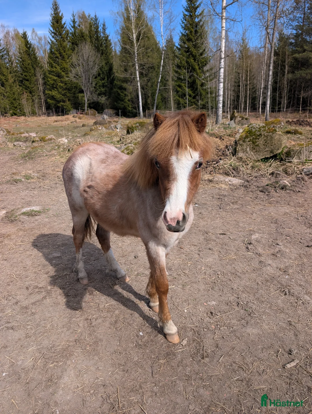 Allround hästar till salu: Meldemolundens Luna - Annons 1
