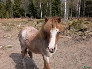 hästar Meldemolundens Luna - Annons 3