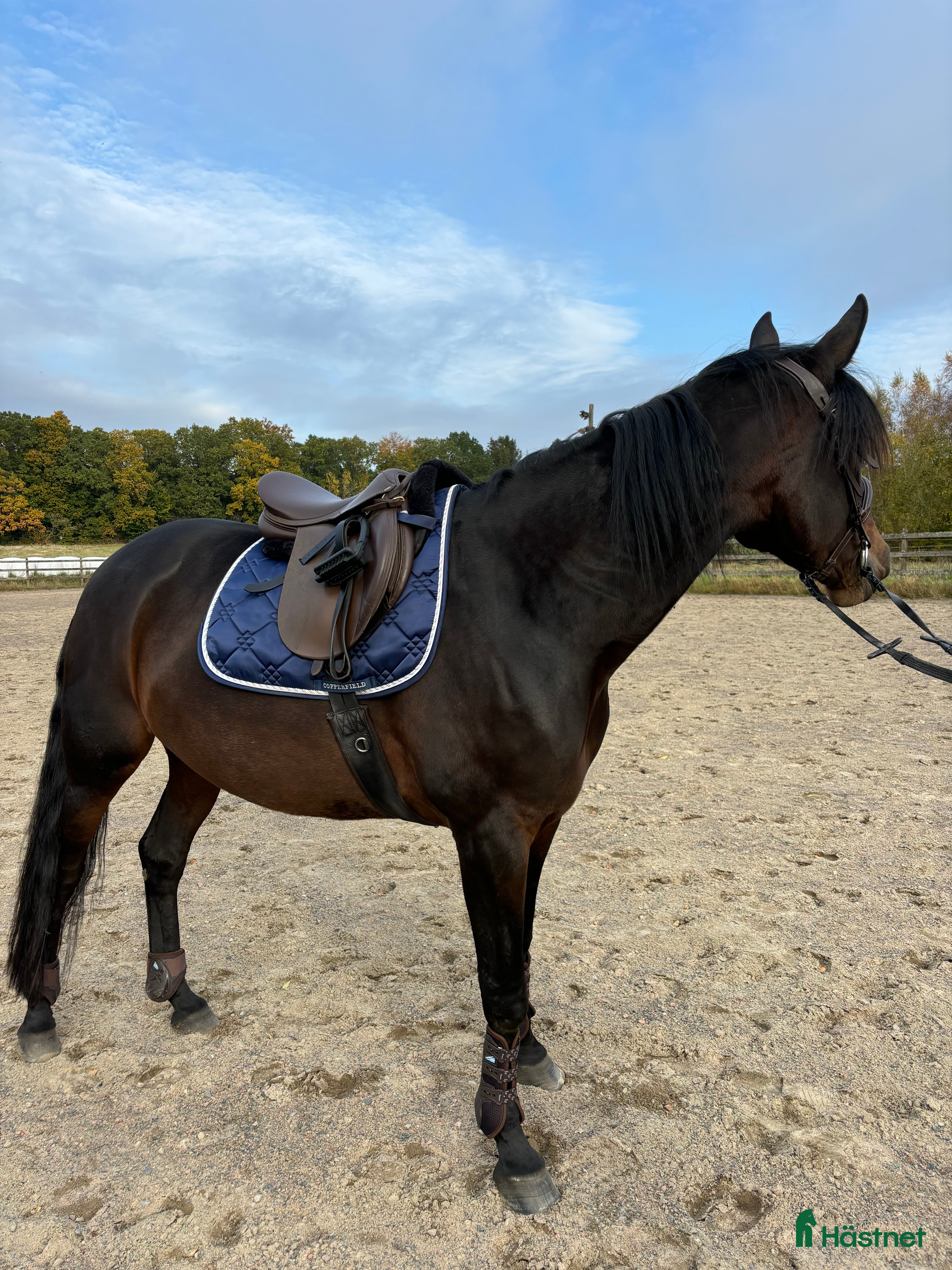  hästar INTRESSEKOLL i Munka-ljungby - Annons 14