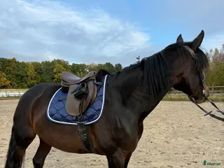 hästar INTRESSEKOLL i Munka-ljungby - Annons 16