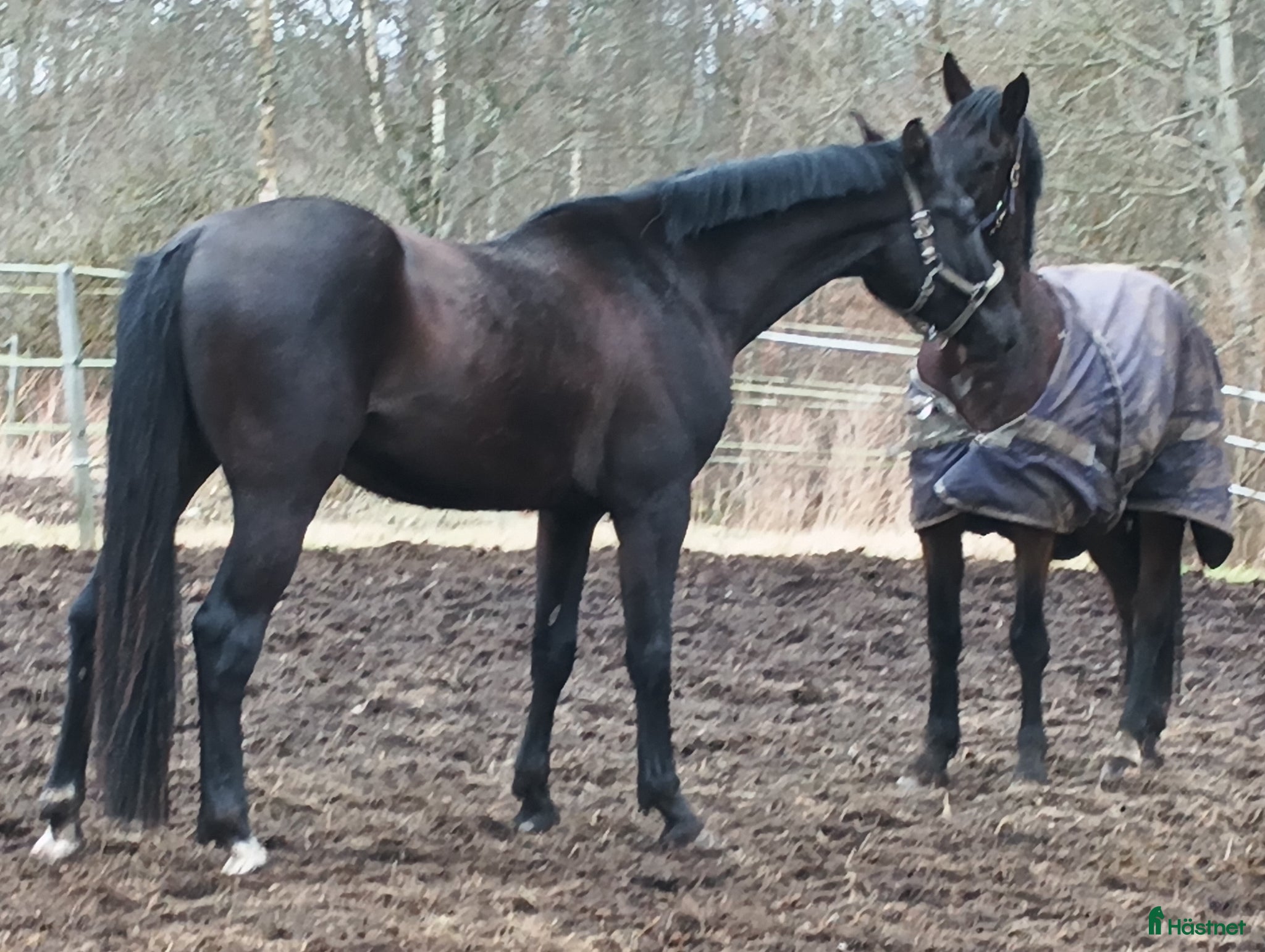  hästar Högklassig Svart 4 årshingst - Annons 2