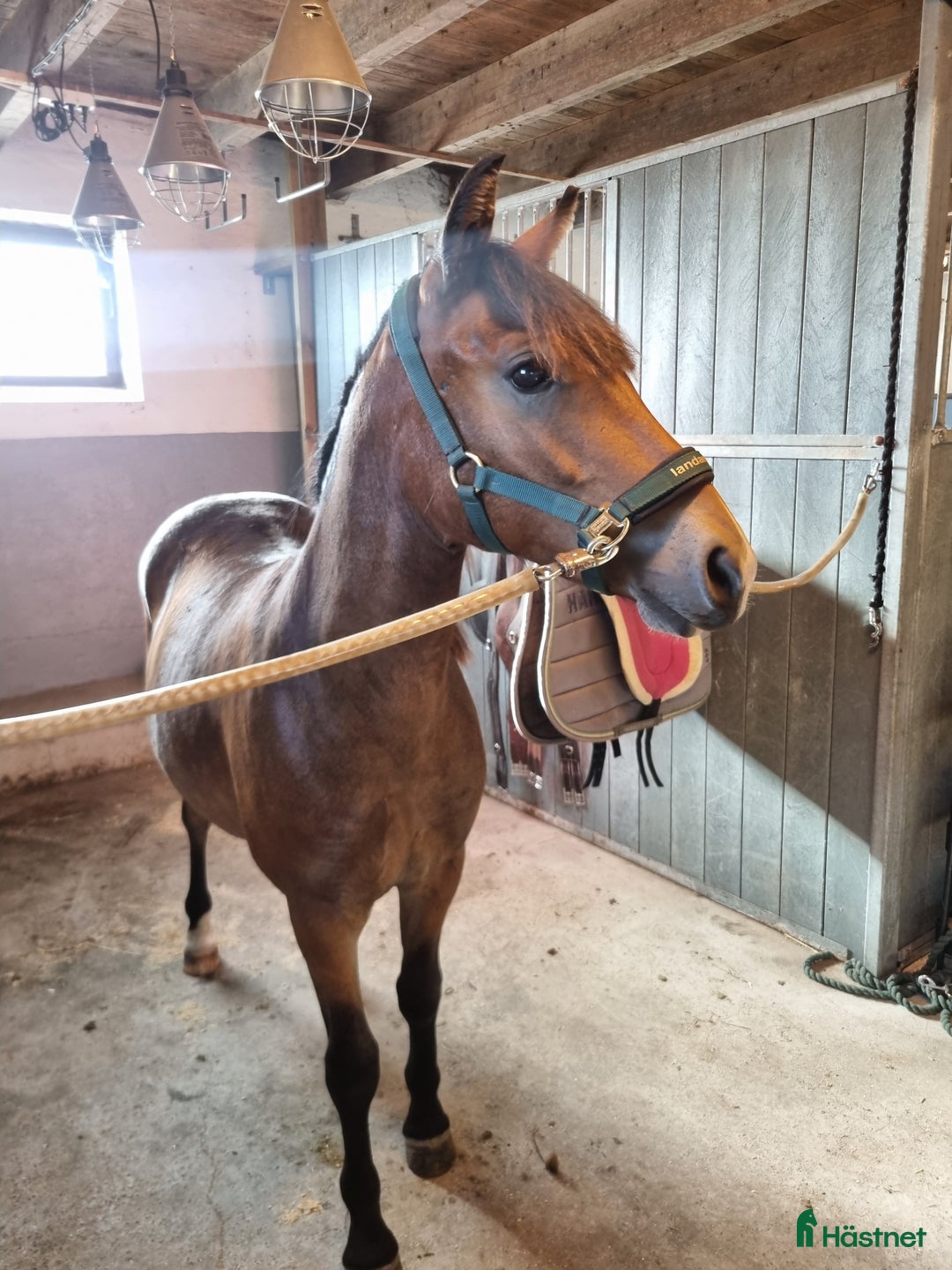 Allround hästar till salu: Framtids ponny för sporten  i Hörby - Annons 1