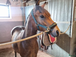 hästar Framtids ponny för sporten i Hörby - Annons 1