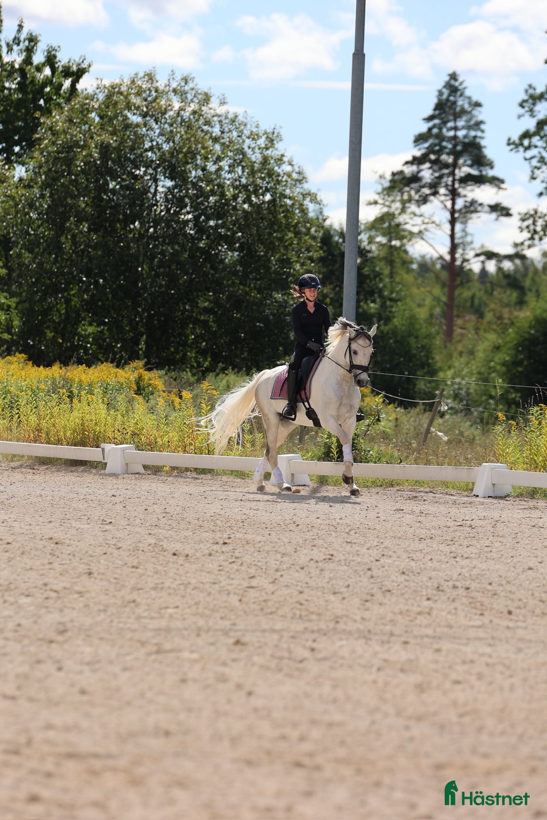 Dressyr hästar till salu: Läromästare och bästa vän! i Linköping - Annons 4