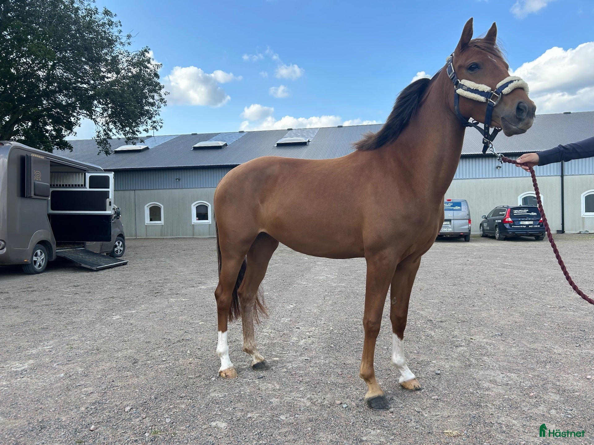  hästar Lunaria- en bästa kompis med potential🌟 - Annons 2