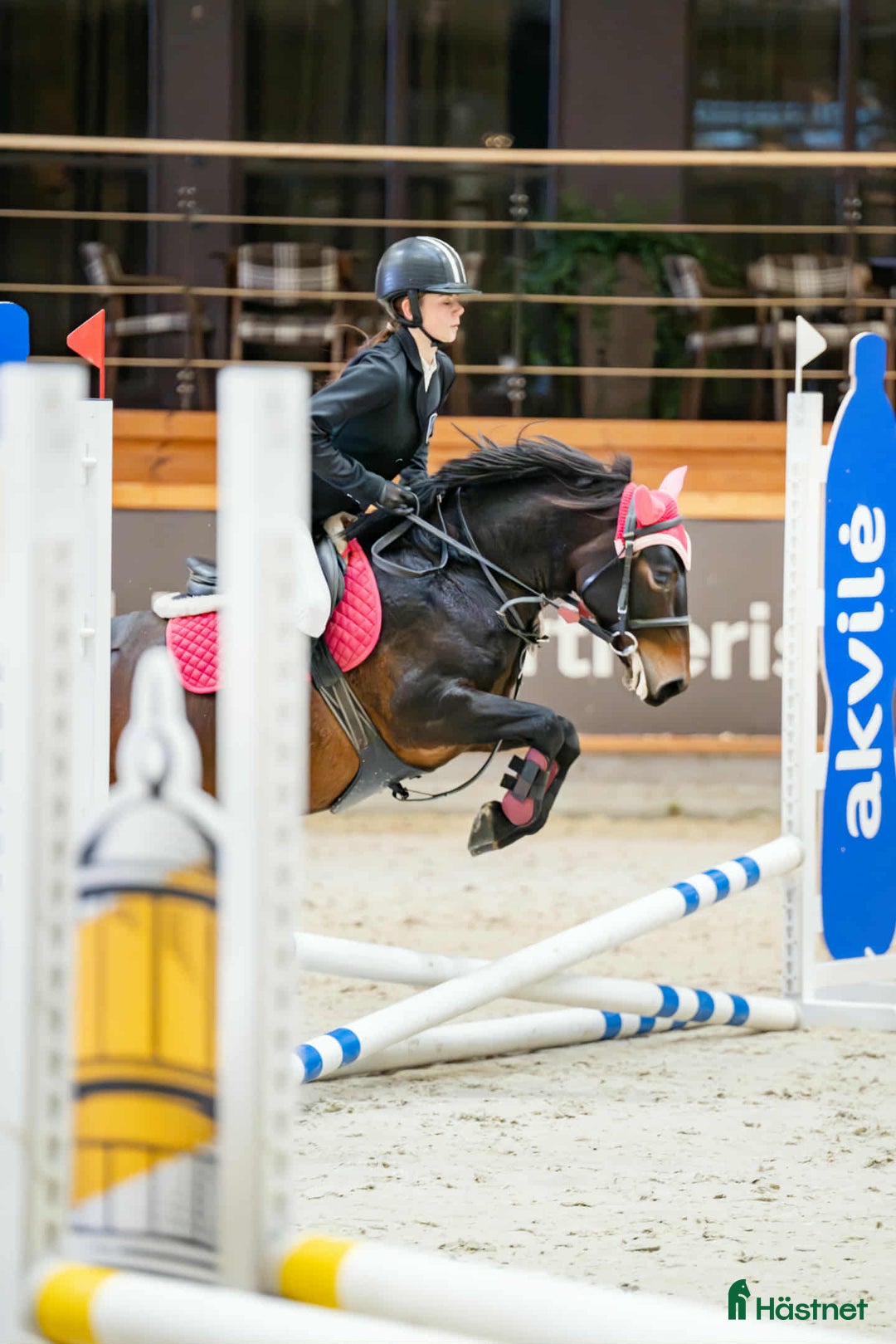 Hoppning hästar till salu: Beautiful and calm zemaitukas mare  i Ekerö - Annons 3