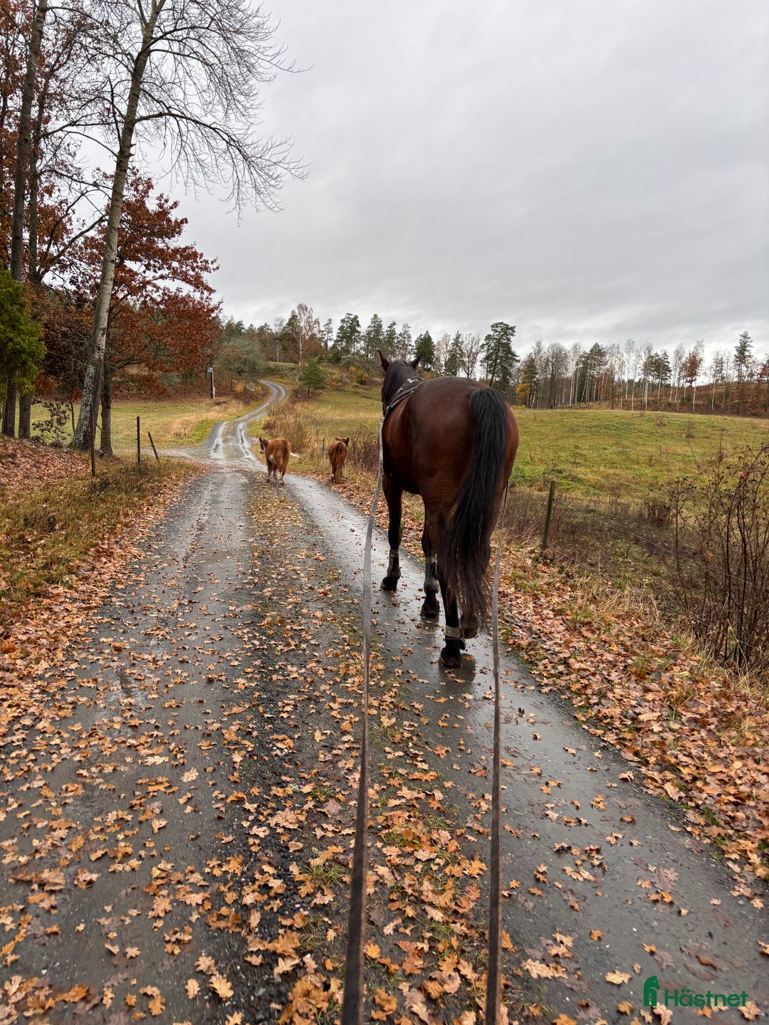 Allround hästar till salu: Sto söker nytt hem  i Åtvidaberg - Annons 2
