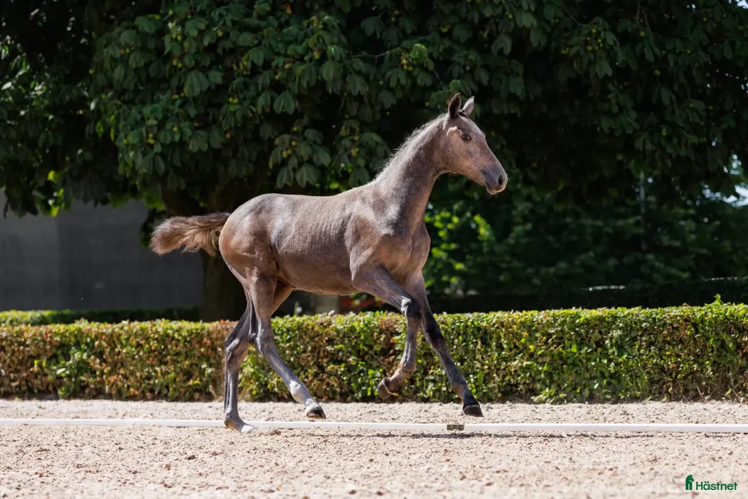 Hoppning hästar till salu: Sto med stark stam  i Fjälkinge - Annons 3