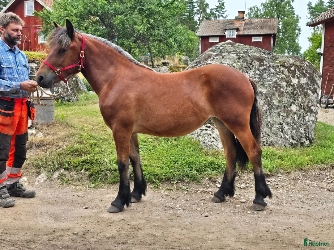 Allround hästar till salu: Unik och lovande ettåring  - Annons 1