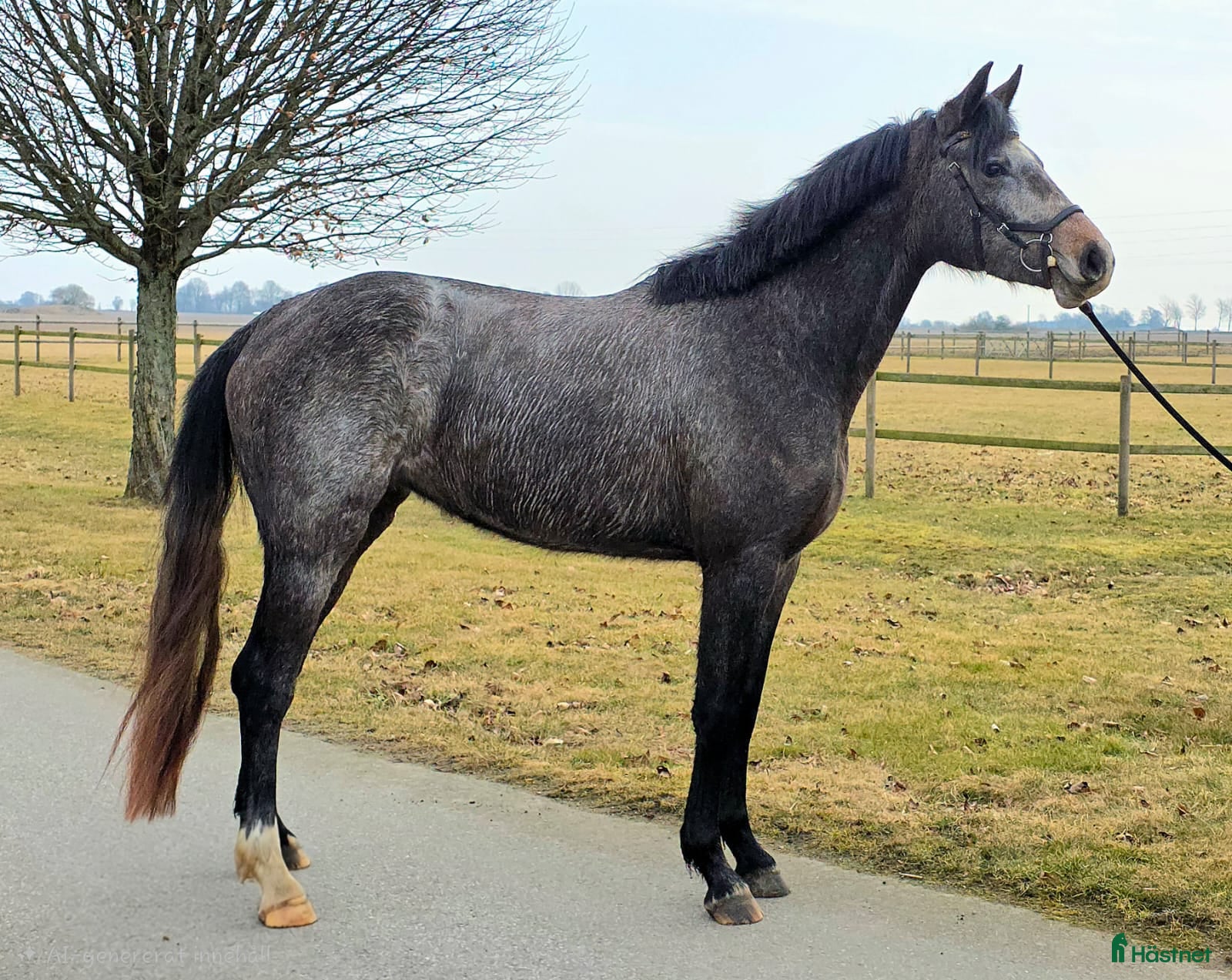  hästar Sportigt 3-års sto - Annons 2