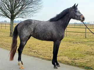 hästar Sportigt 3-års sto - Annons 2