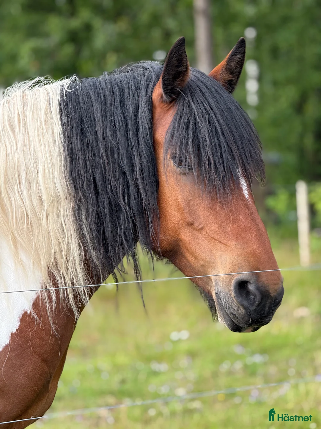  foderhäst finnes: Superfint Paint/comtois sto i Veddige - Annons 2
