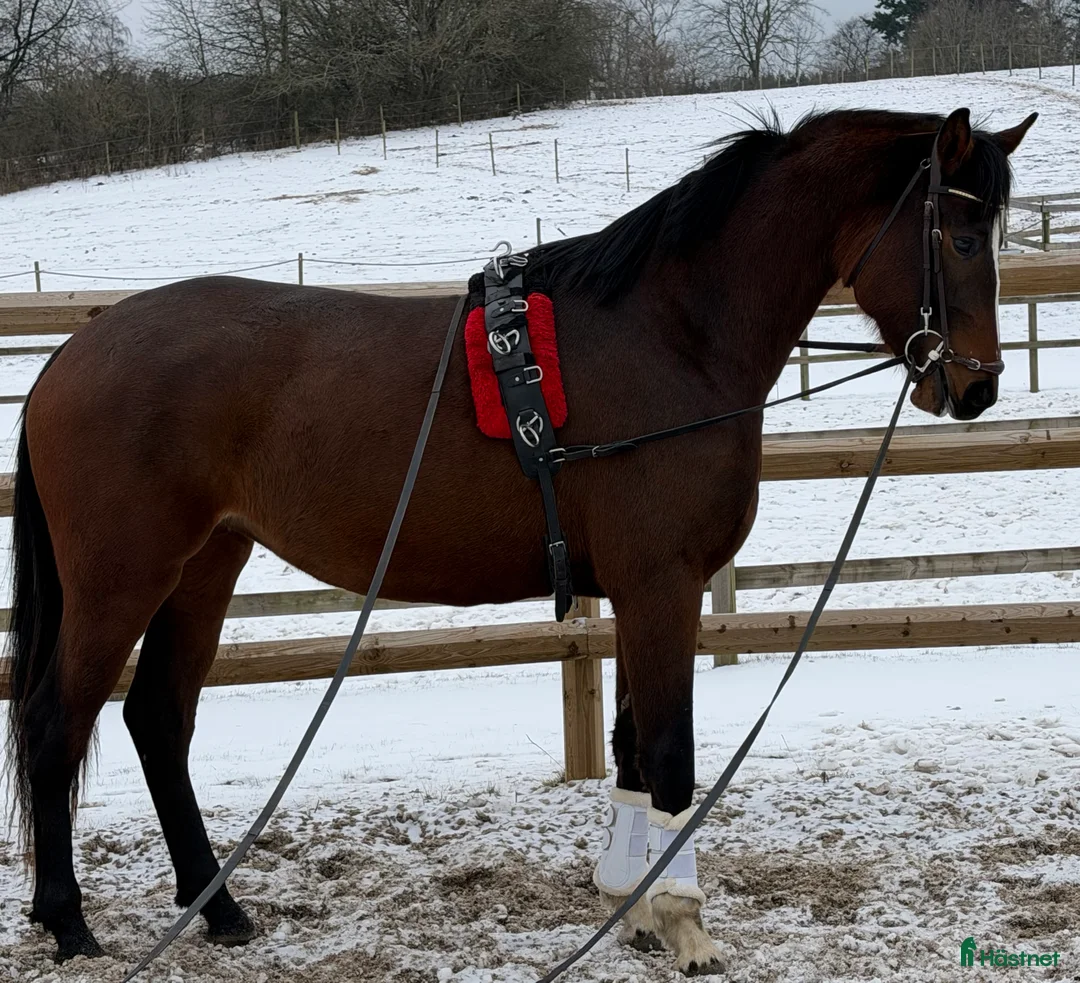 Dressyr hästar till salu: Tillfälle! Elegant sto - Annons 2