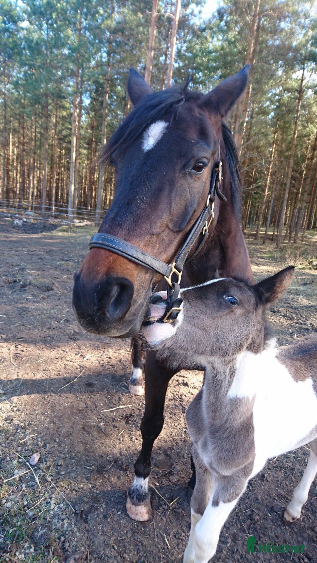  hästjobb finnes: Volontär på Gotland?  i Hemse - Annons 4