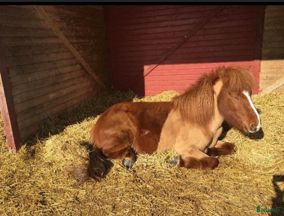  stallplats finnes: Sommarbete/fullservice lösdriftplatser finnes! i Norrtälje - Annons 2