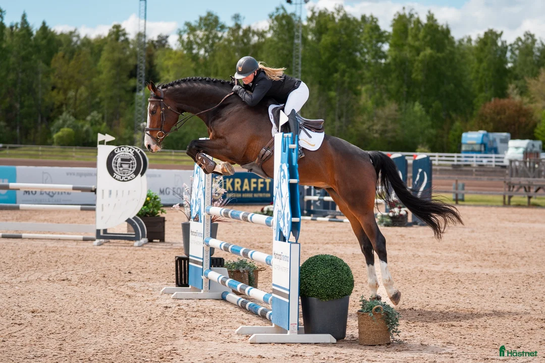 Hoppning hästar till salu: Lovande 5åring  i Mjölby - Annons 1