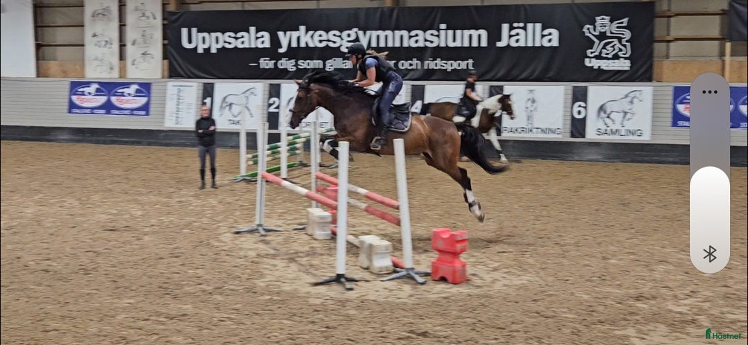  medryttarhäst finnes: Trevlig unghäst söker rutinerad vuxen medryttare i Björklinge - Bild 5