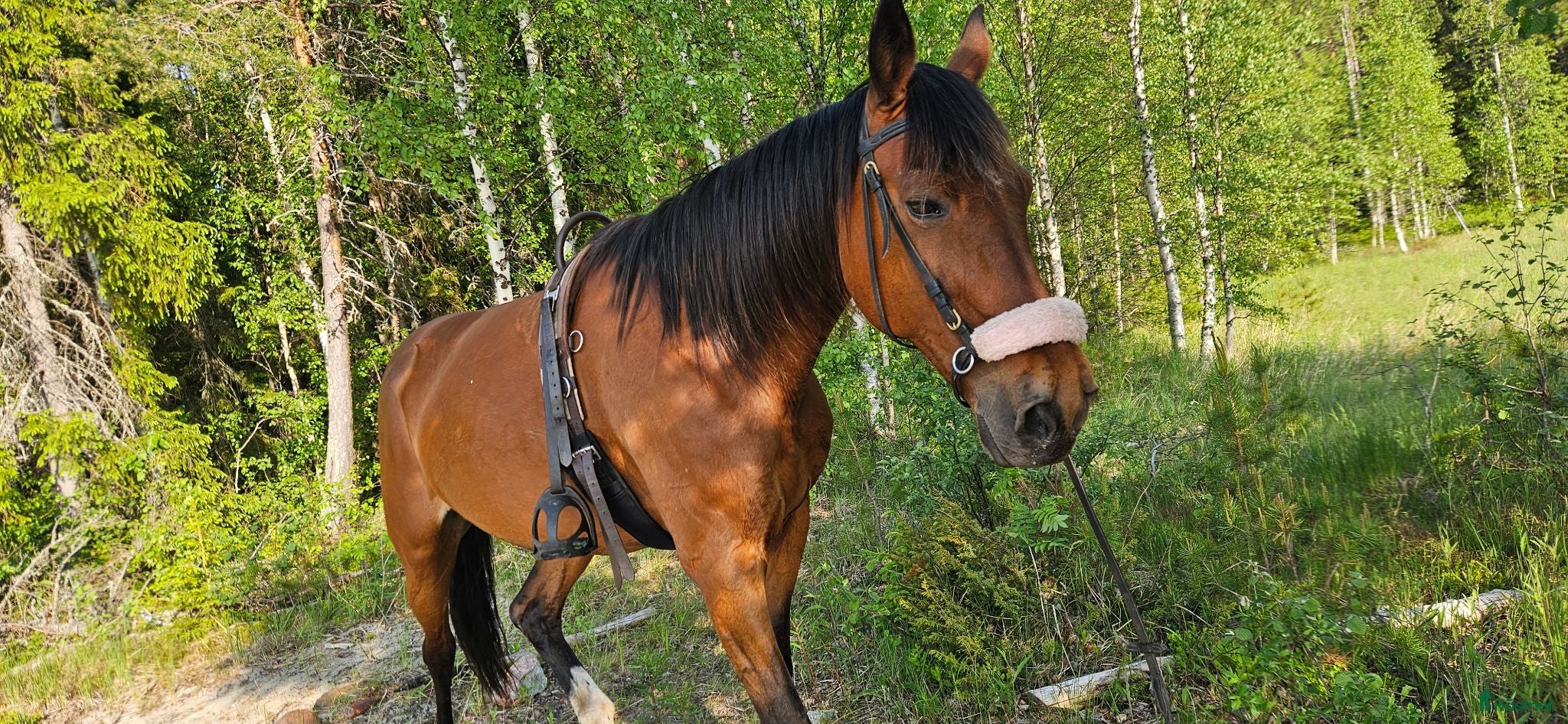 hästar Tove söker nytt föralltidhem eller fodervärd - Annons 7