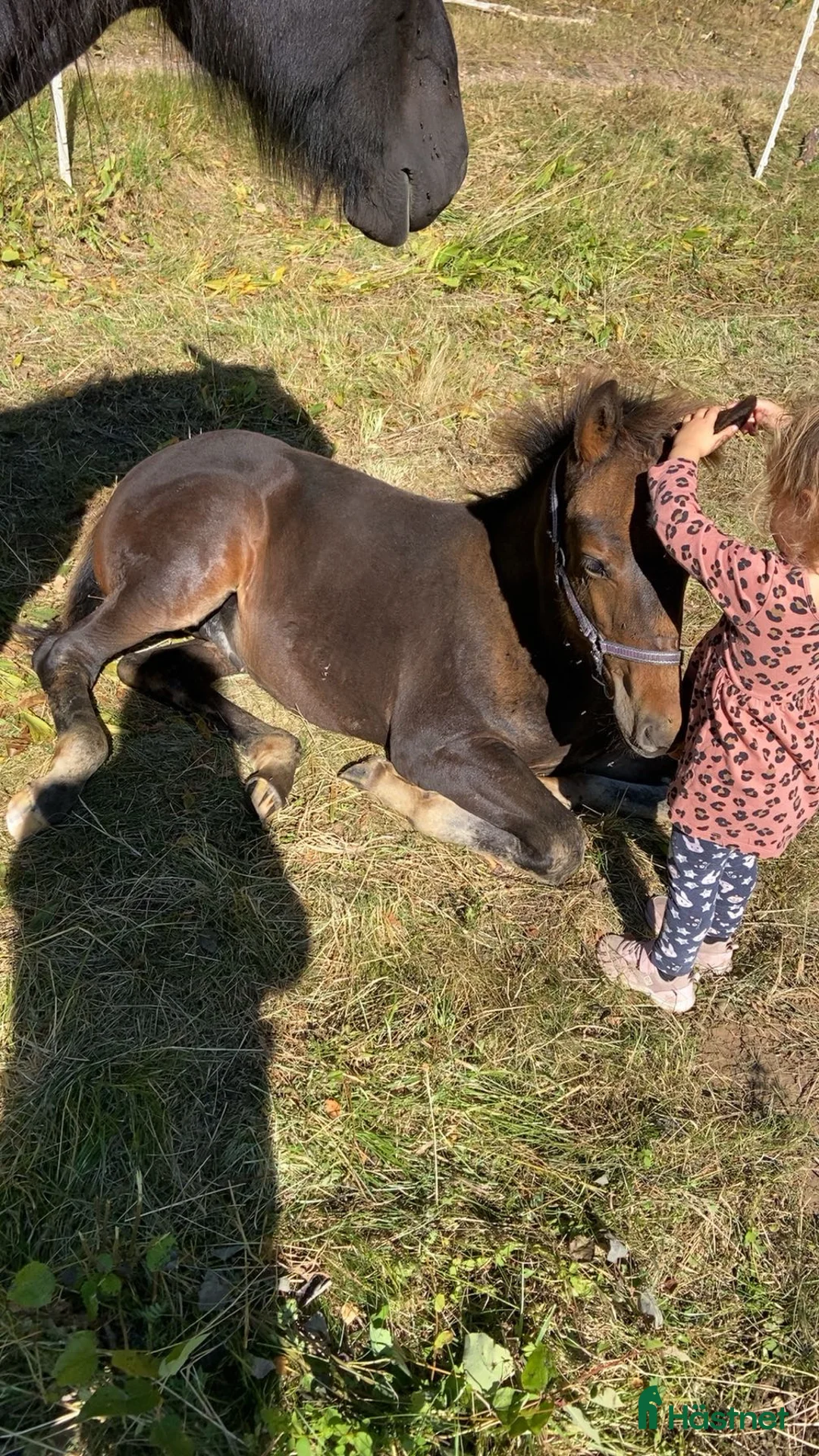 Allround hästar till salu: Korsnings hingst  i Burseryd - Annons 3