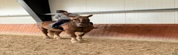 Allround hästar till salu: Calm and safe mare for hobby! - Annons 1