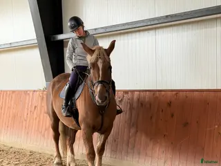 hästar Calm and safe mare for hobby! - Annons 13