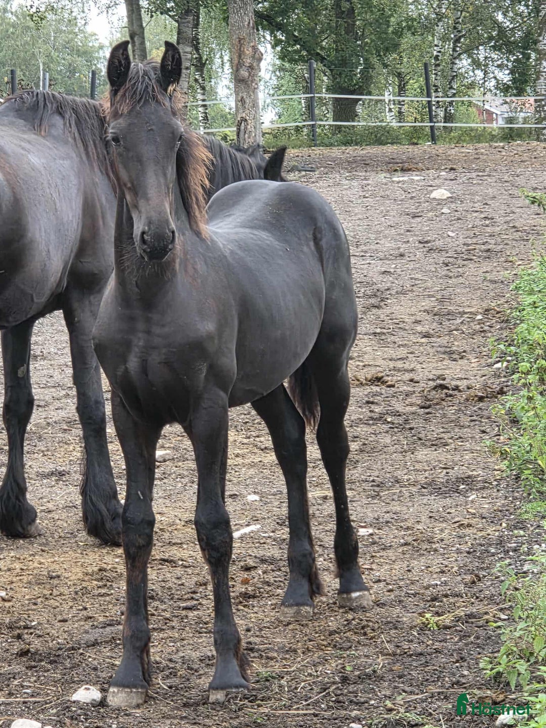 Dressyr hästar till salu: Daryan - lovande framtida sportstjärna i Upplands Väsby - Annons 2