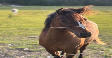  hästar i Köping - Annons 8
