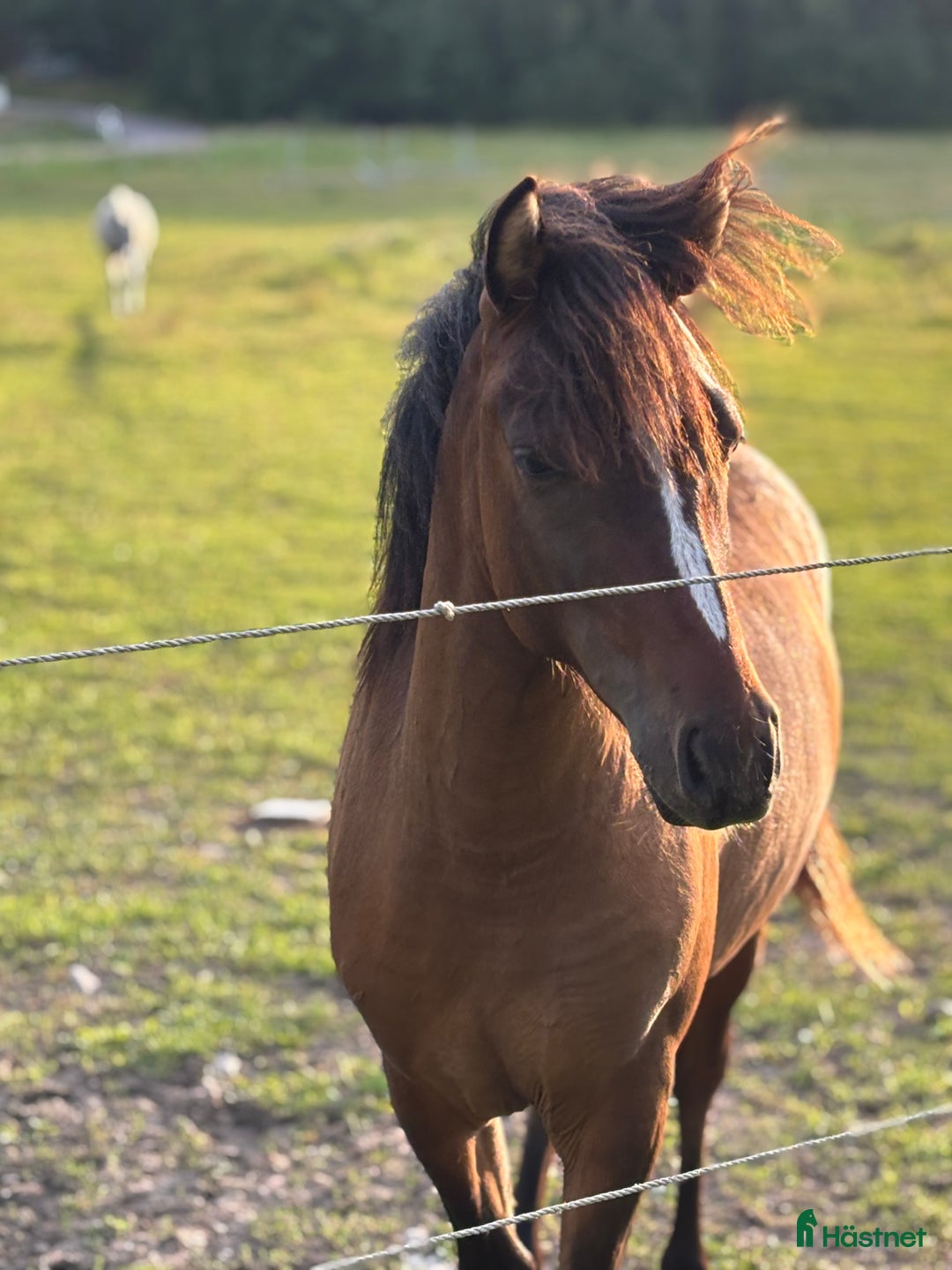 Hoppning hästar till salu: Lovande , charmig ponny i Köping - Annons 5