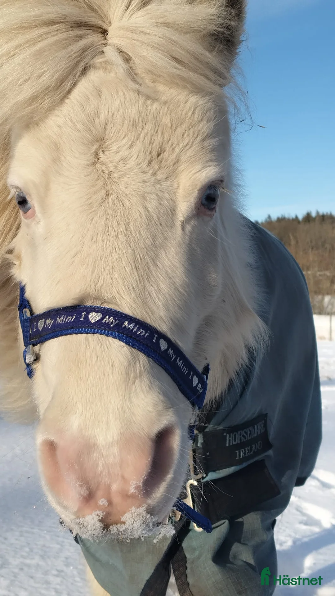 Allround hästar till salu: Världens bästa Mickie i Veddige - Annons 4