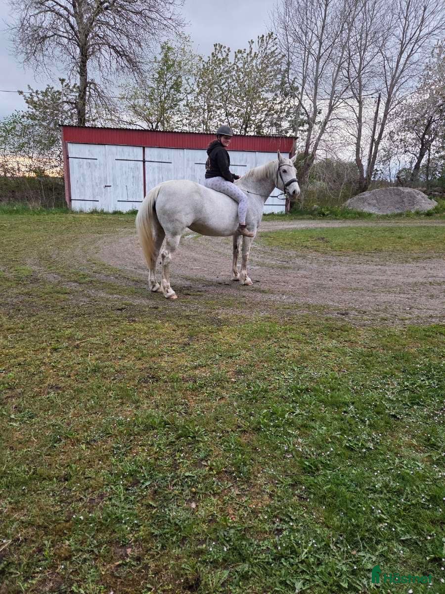  hästar Irländsk grov sporthäst - Annons 1