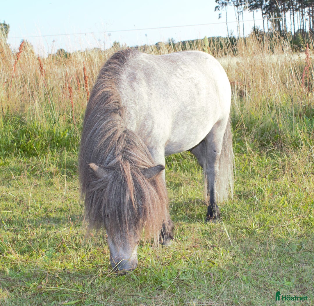 Allround hästar till salu: FANTASTISKT SÖTA OCH SNÄLLA i Sölvesborg - Annons 4